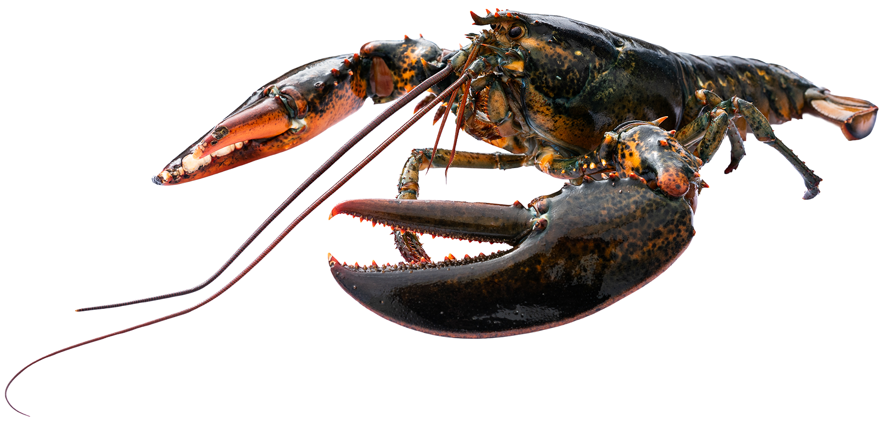 A live Atlantic lobster from Deep Cove Ocean Products